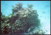 12 Reef near sandbar with some fish